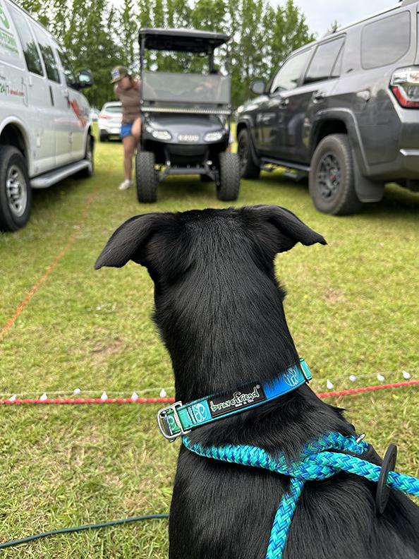 Widespread panic 2024 dog collar